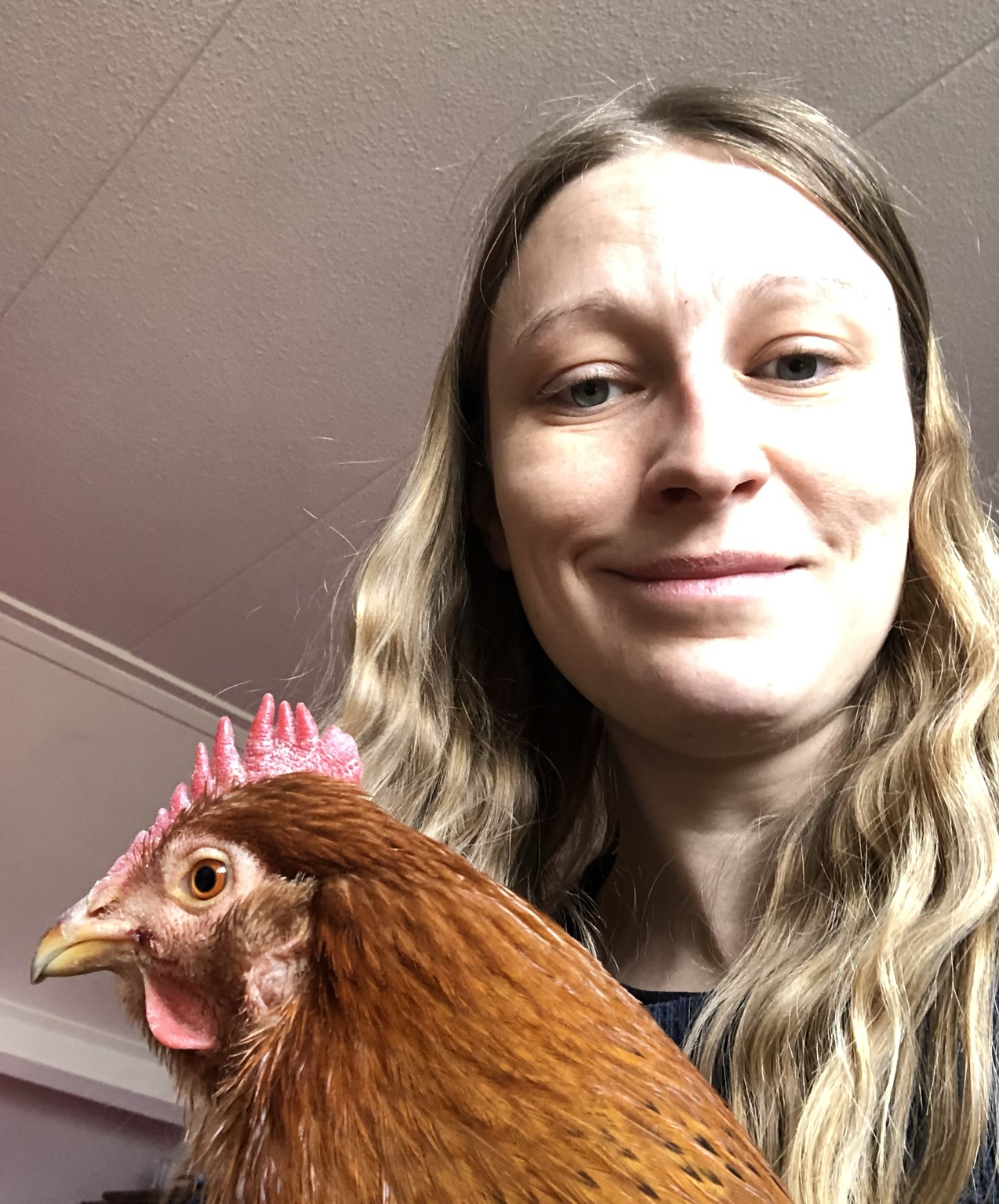 DIYClarify researcher with a backyard chicken